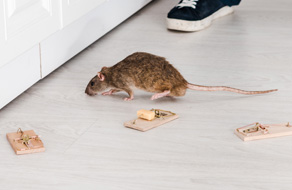 Traitement rats
